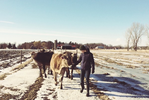 taures_vaches_hiver_champs